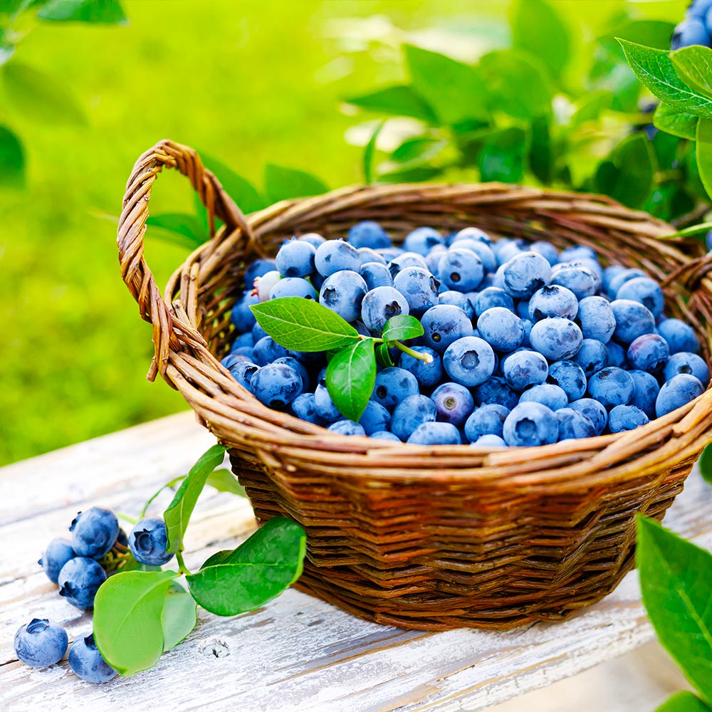 Blueberry Scented Aroma Beads