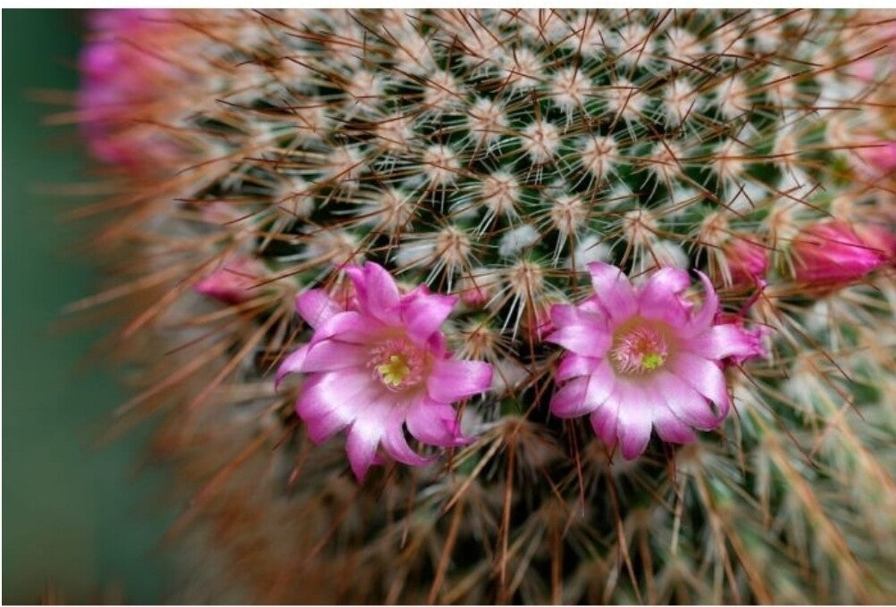 Baja Cactus Blossom Scented Aroma Beads