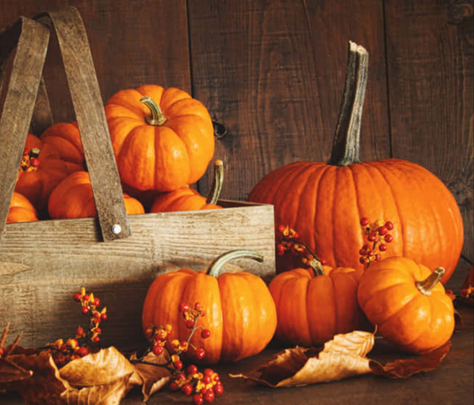 Mahogany Pumpkin Scented Aroma Beads
