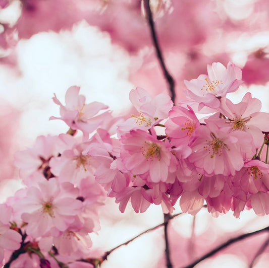 Pink Peach Blossom Scented Aroma Beads