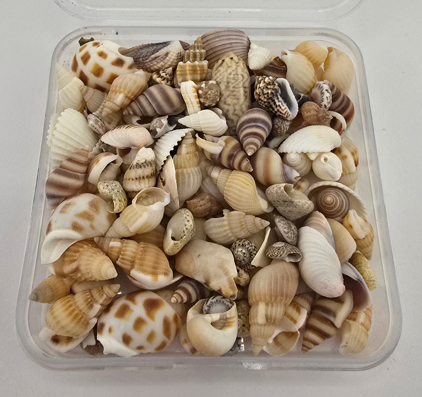 Mini Sea Shells