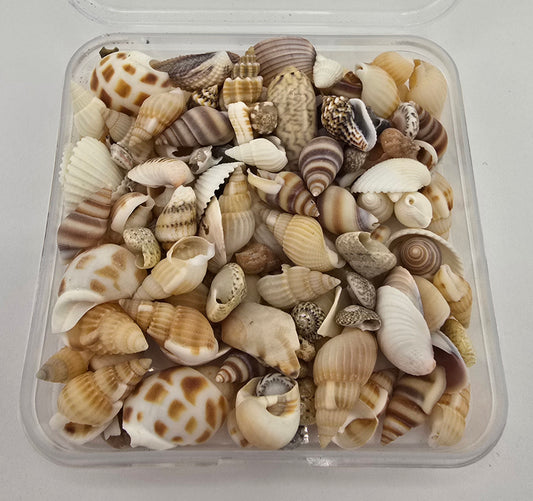 Mini Sea Shells