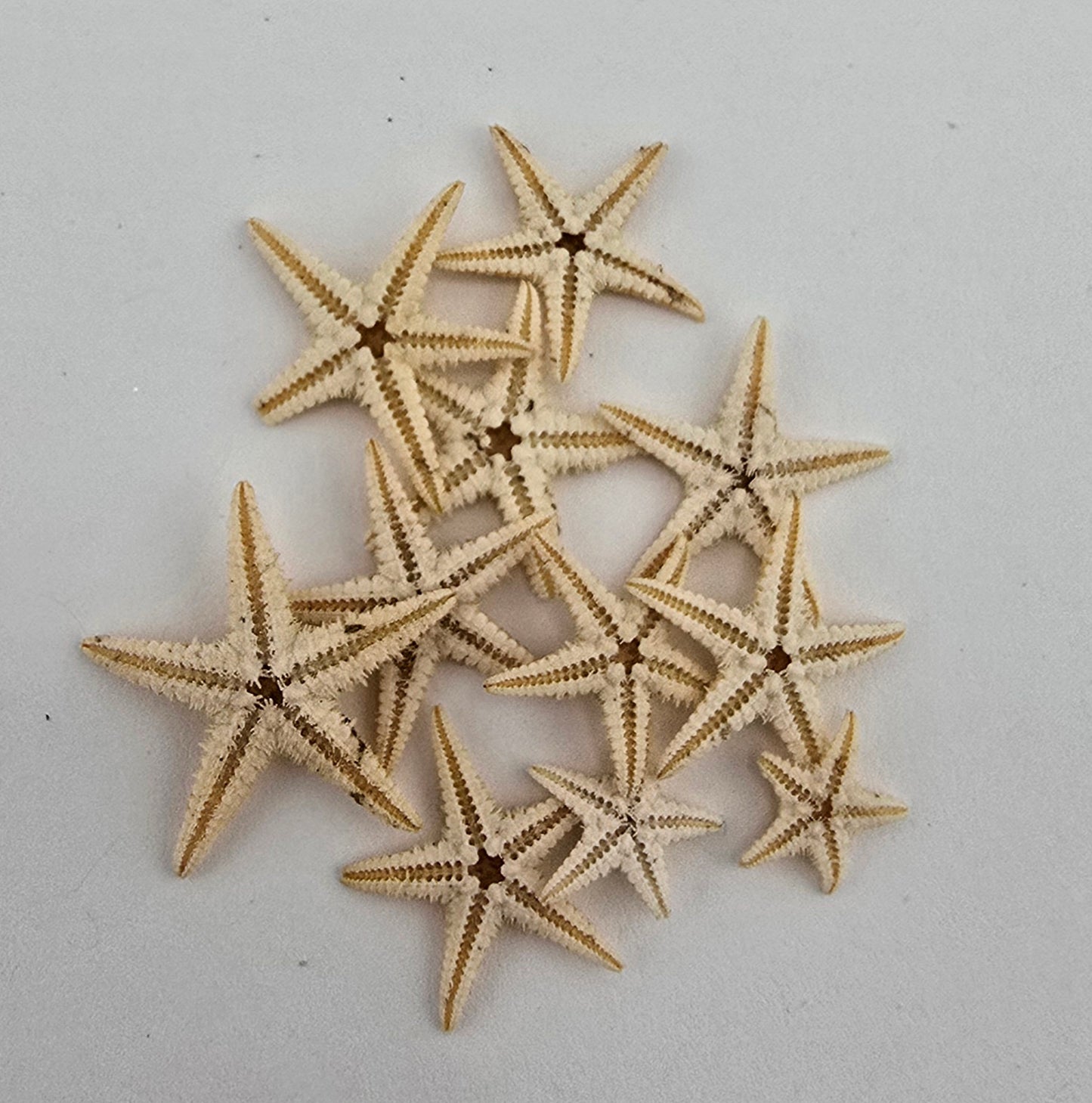 Mini Starfish