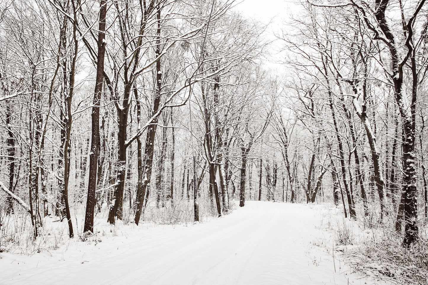 Iced Vanilla Woods Fragrance Oil