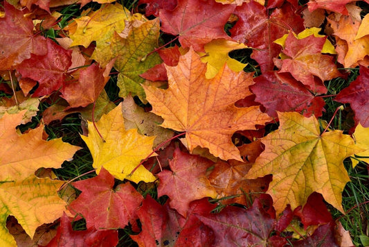 Leaves Scented Aroma Beads