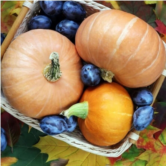 Blueberry Pumpkin Patch Scented Aroma Beads