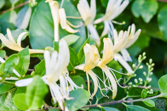 Honeysuckle Scented Aroma Beads